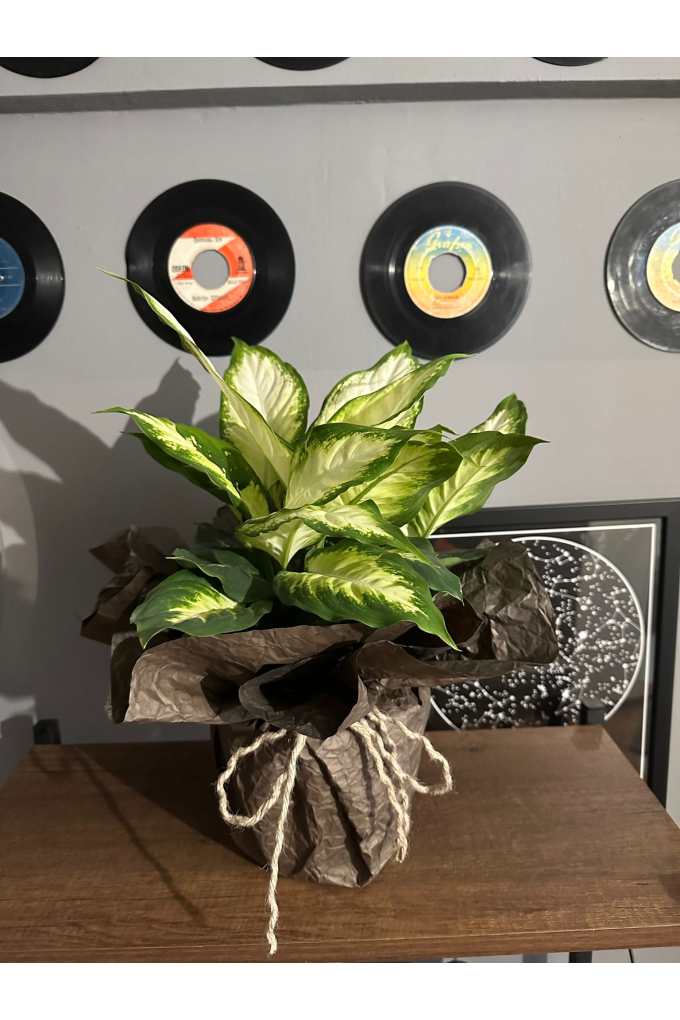 Kamilya Saksı Çiçeği Kamilya Saksı Çiçeği