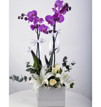 Orkide Aranjman