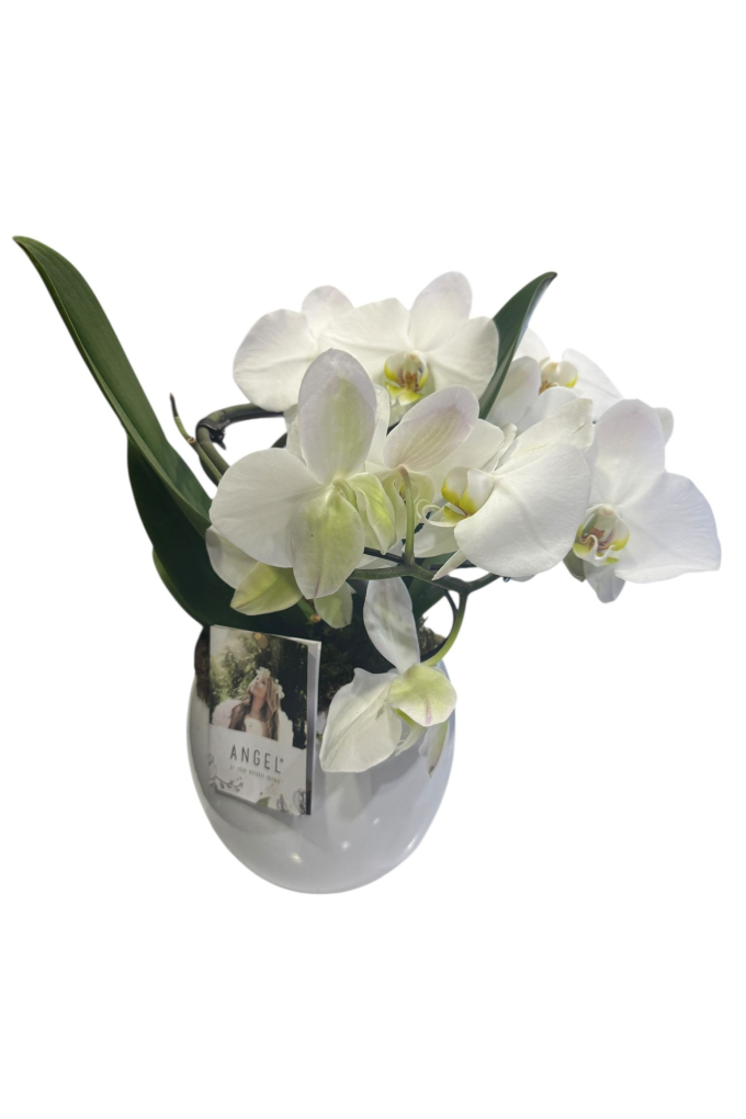 Özel Angel Serisi Beyaz Orkide