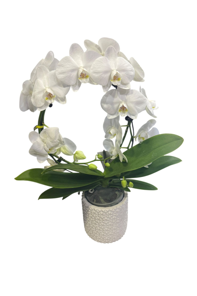 Özel Baletto Serisi Beyaz Orkide