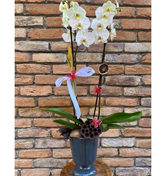 Özel Tasarım İthal Orkide
