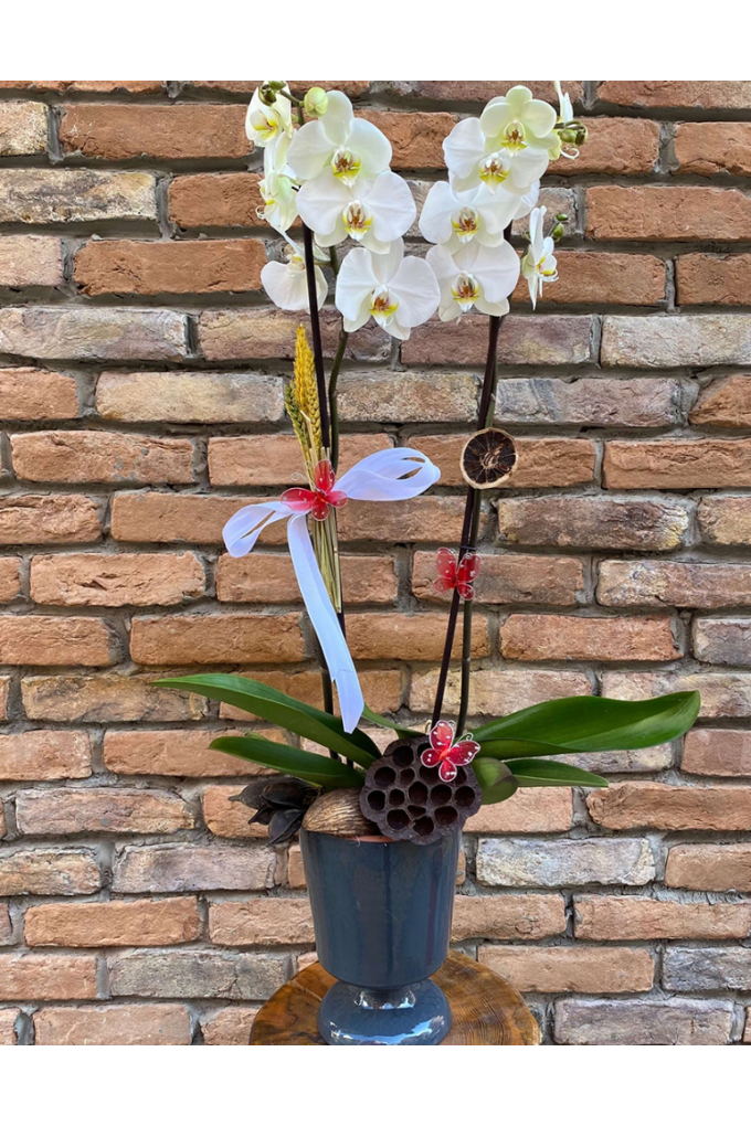 Özel Tasarım İthal Orkide