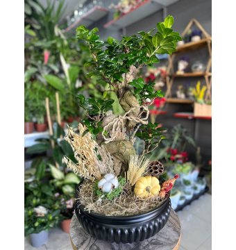 S Gövdeli Bonsai