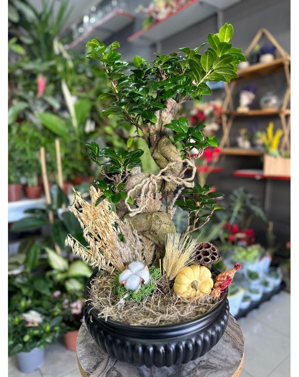 S Gövdeli Bonsai