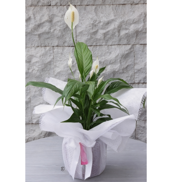 Spatifilyum Büyük Boy