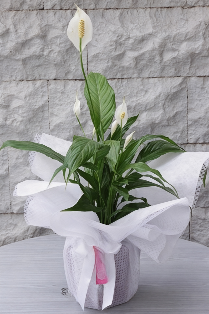 Spatifilyum Büyük Boy