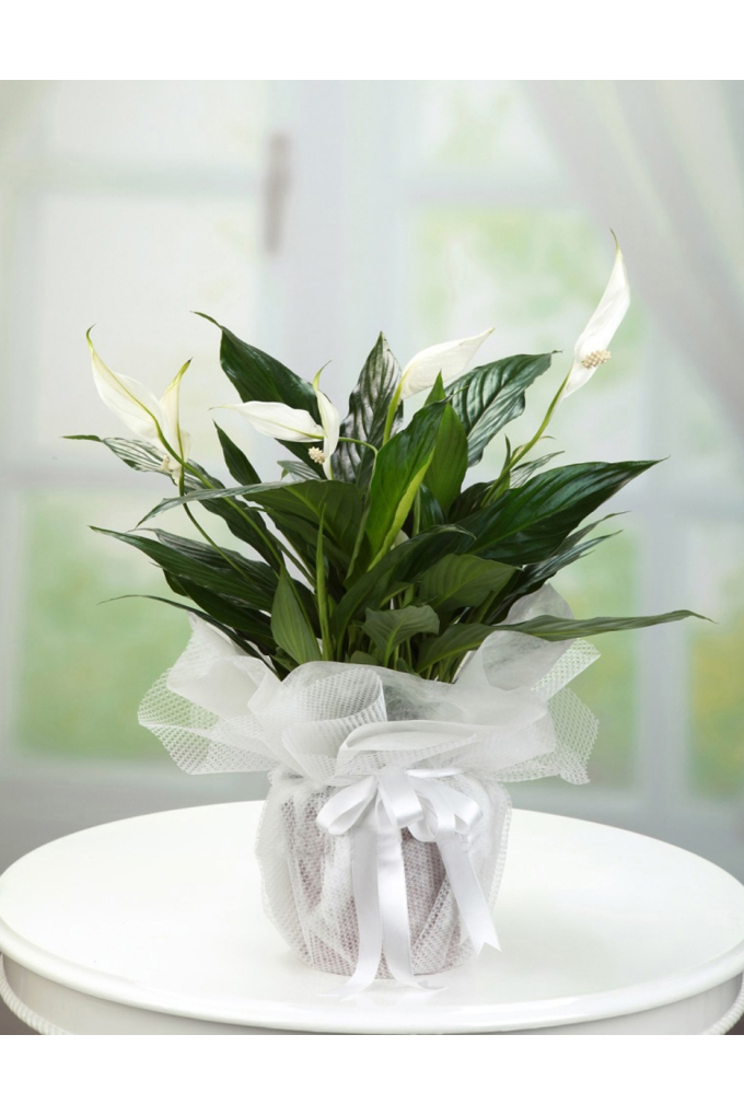 Spatifilyum Büyük Boy Spatifilyum Büyük Boy