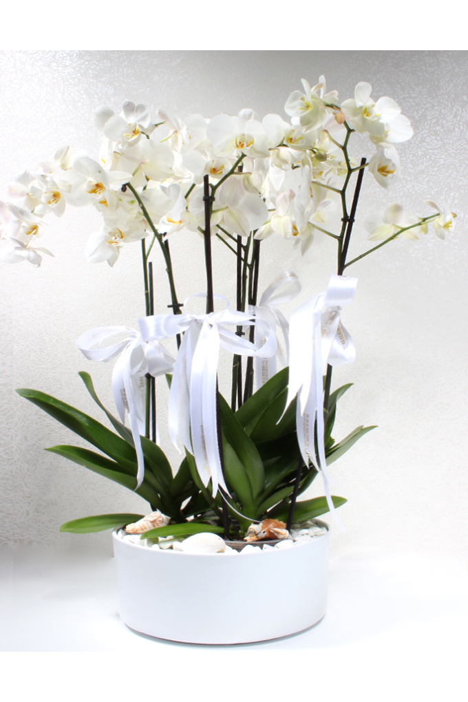 Orkide özel tasarım